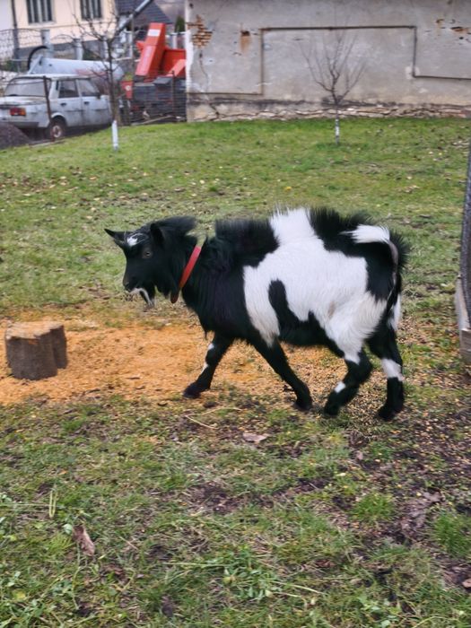 Vând țap în vârstă de 8 luni