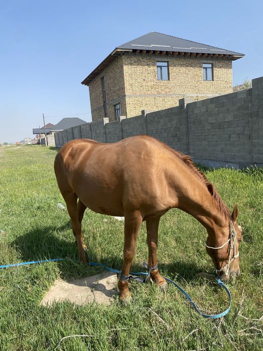 Жаксы бие сатылады