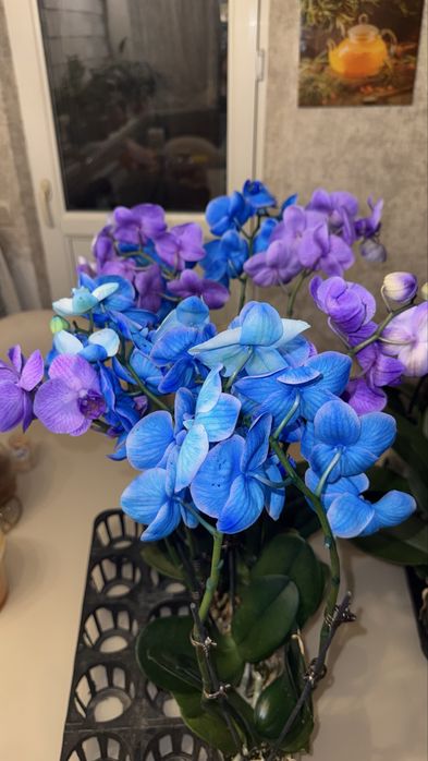 Орхидеи 9 сортов