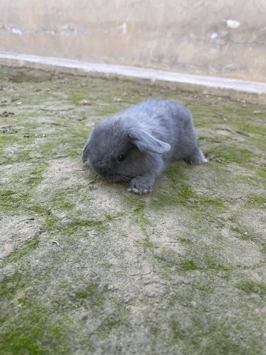 Karlik quyon baran zotor