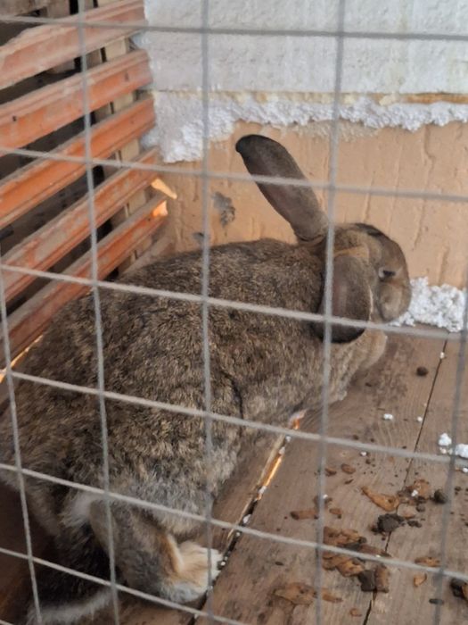 Қоян сатылады Великан ургашы