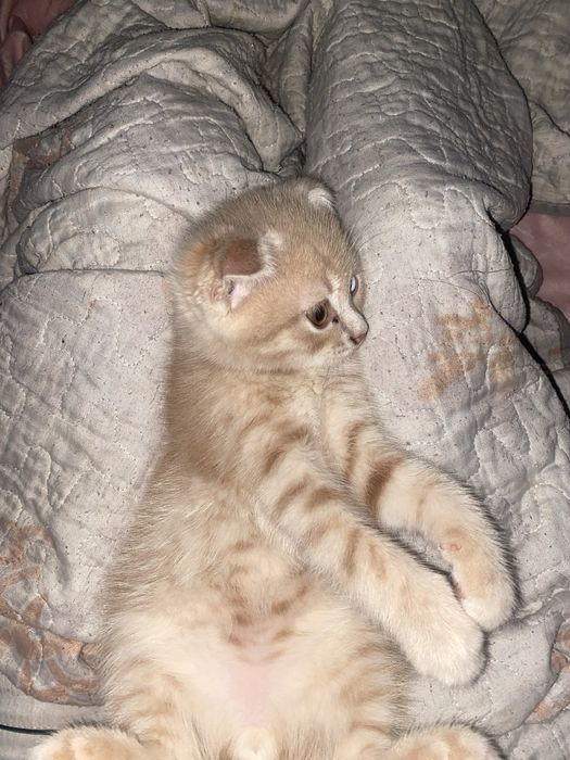 Кошка шотладнский