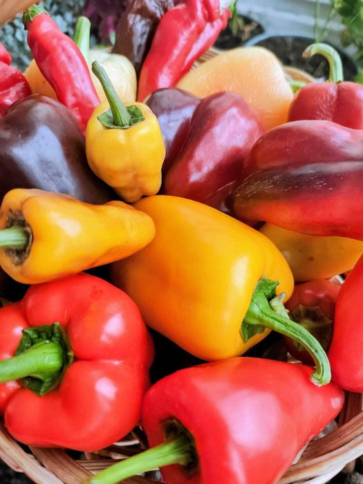 Vand Rasaduri de legume soiuri deosebite