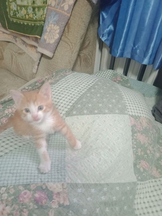 Котята 1,5 месяца, рыжие.