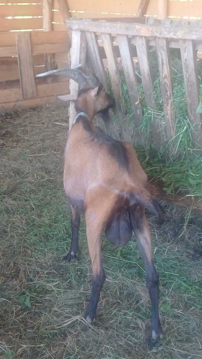 Disponibil Țap Alpin Francez