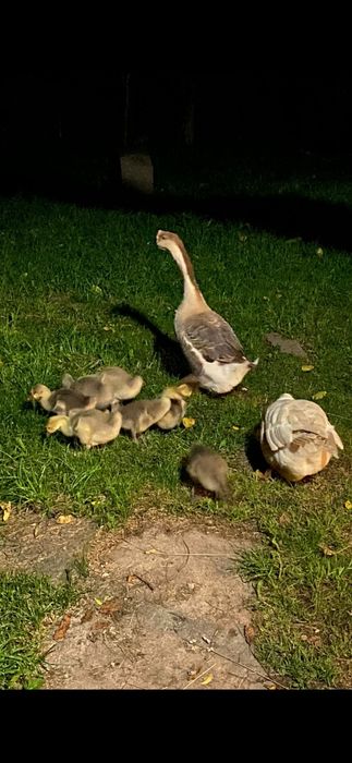 Vând gâscan in vârstã de 3 ani