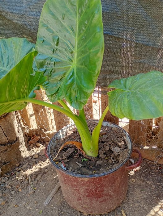 Plante ornamentale Urechea elefantului