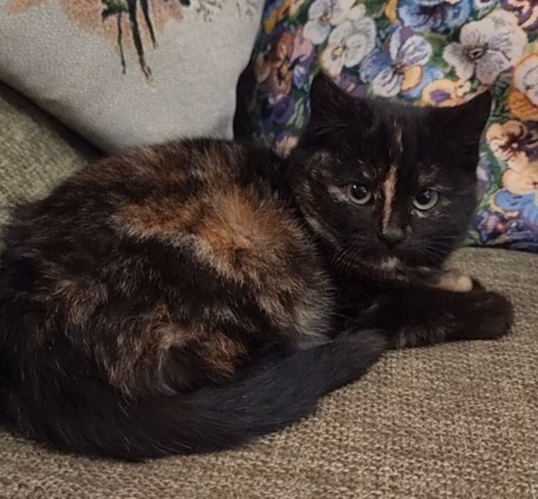 Бесплатно котенка девочку в добрые руки