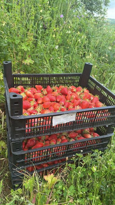 Продавам ягодиии