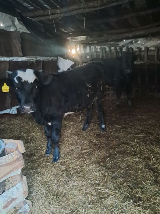 Продам бычка годовалого