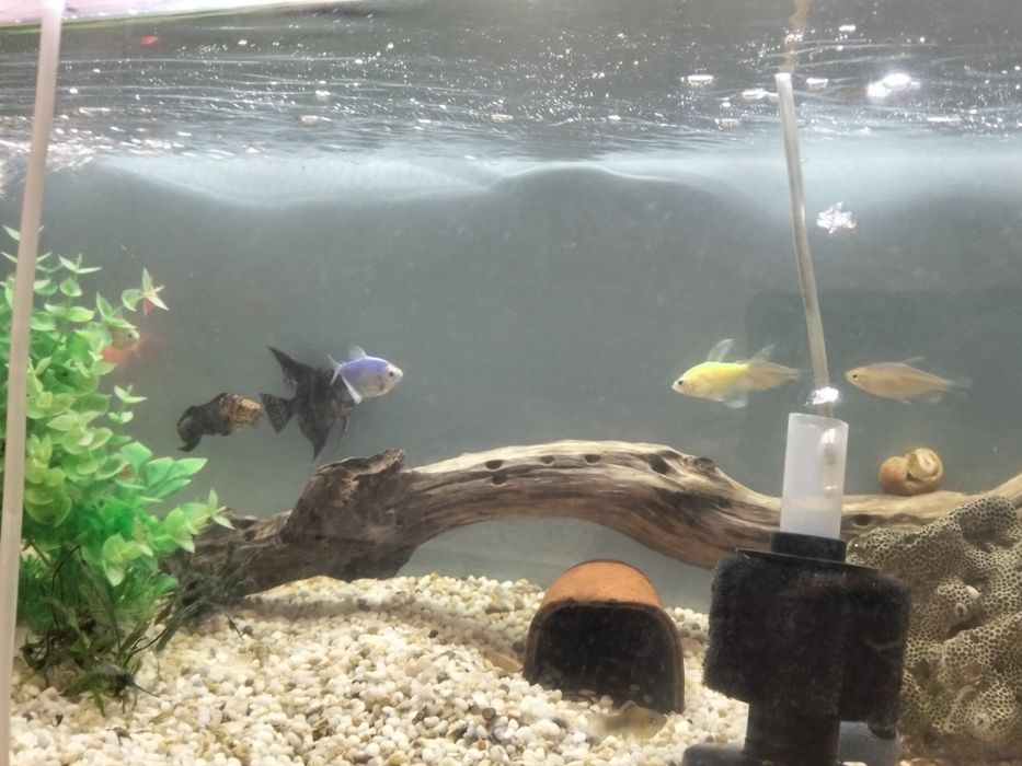 Продам аквариум с рыбками