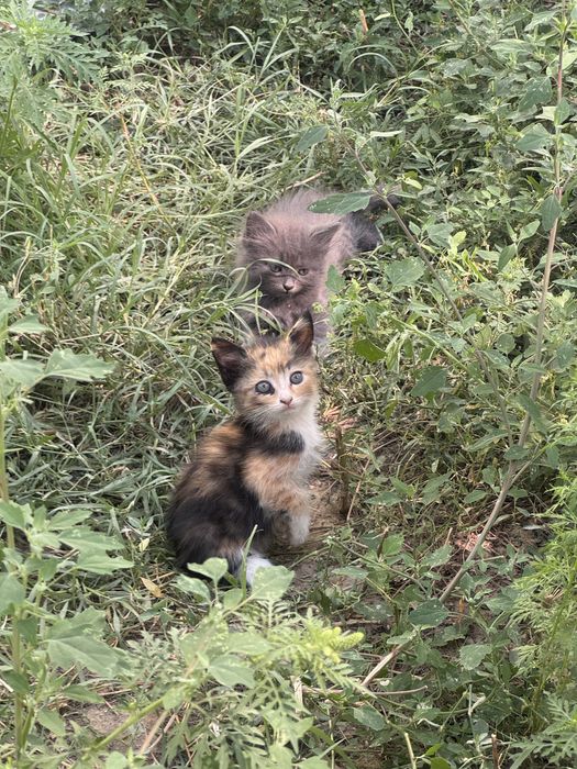 Котята в Алматы.