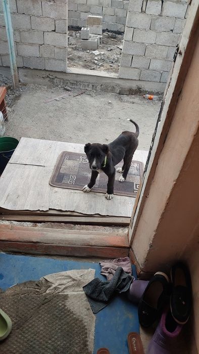 Алабай кушик сатылады