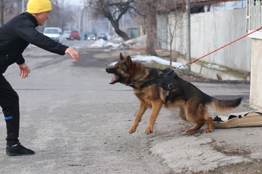 Немецкая Овчарка , Рабочие Линии
