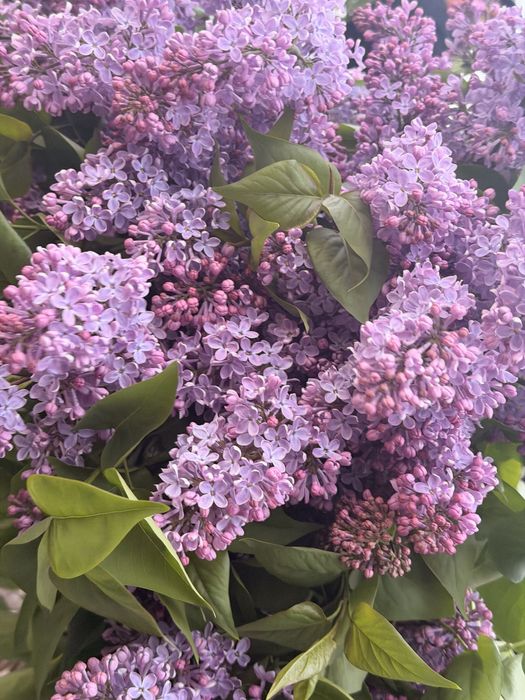 Сирень аррельская