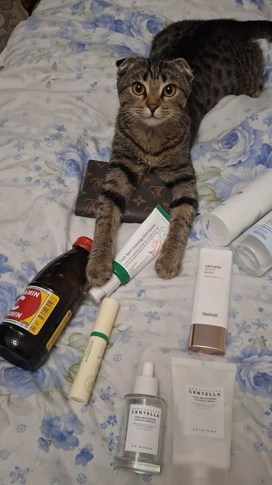 Шотландский кошка