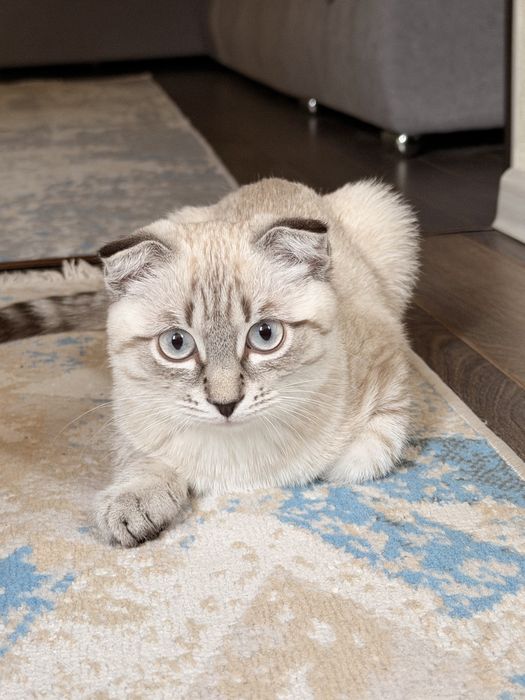 Продается  вислоухий ласковый котенок
