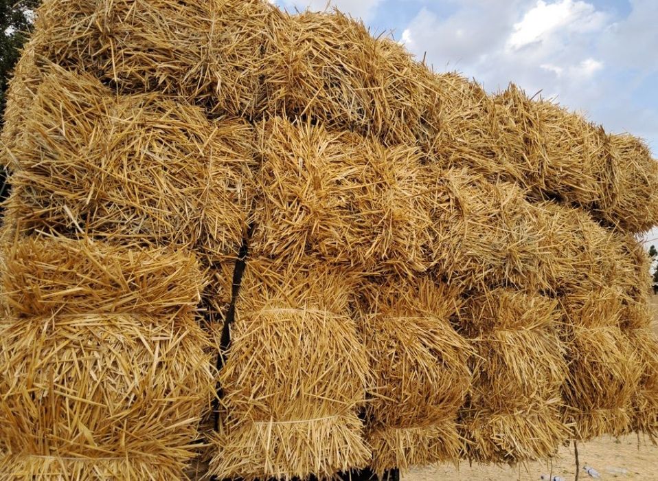 Somon press (kotta sariq somon)