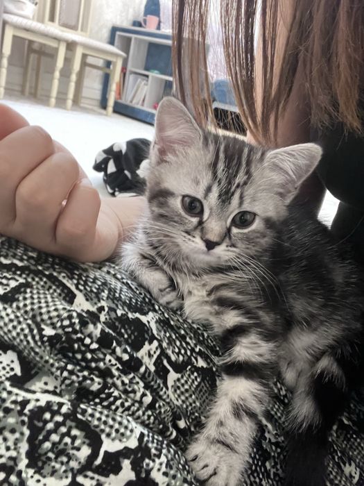 Котенок девочка Шотландская прямоухая