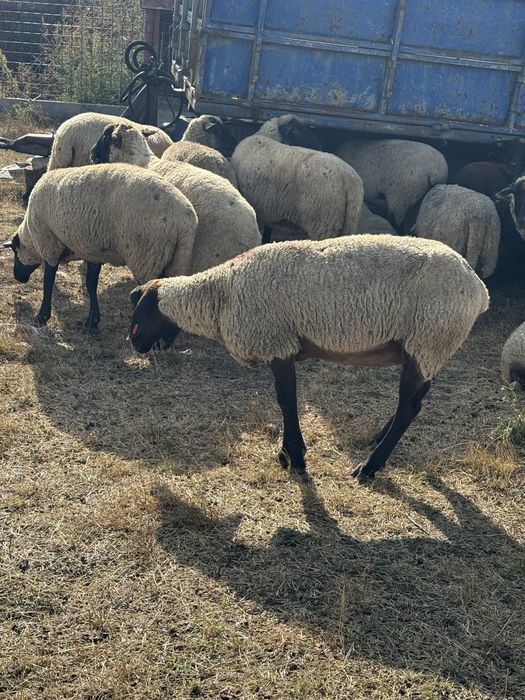 Oi montate rasa Suffolk cu vârsta de peste 7 ani ,cu greutate cuprinsa intre 60-80 kg in funcție de exemplar.
