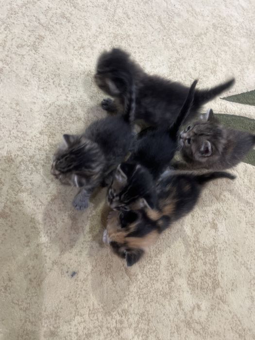 Отдам в добрые руки