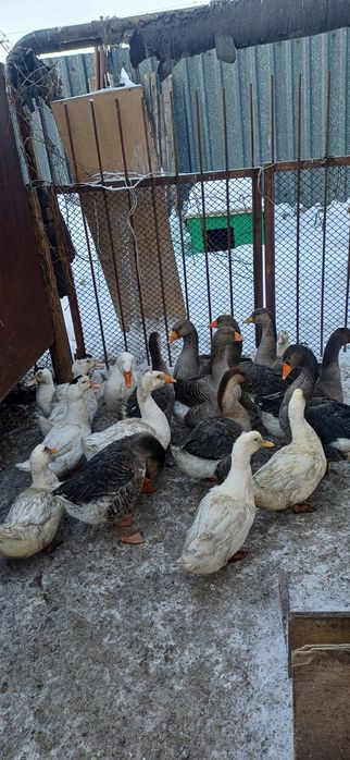 Продам Уток, Гусей, домашние