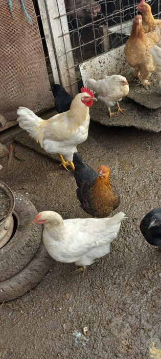 Găini De țară de un an crescute natural