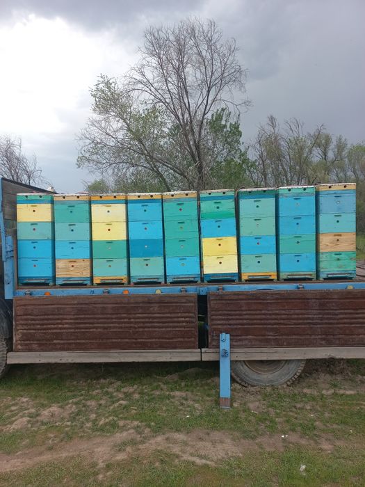 Продам пасеку в комплекте