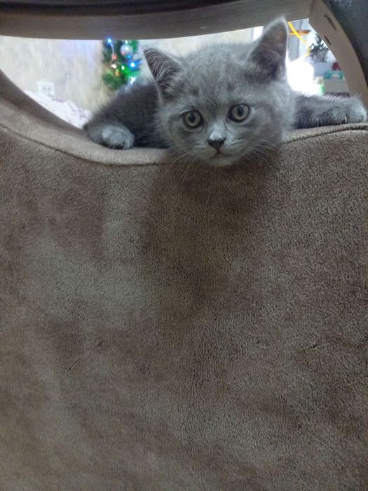 Продается шикарная кошечка скотиш страйт