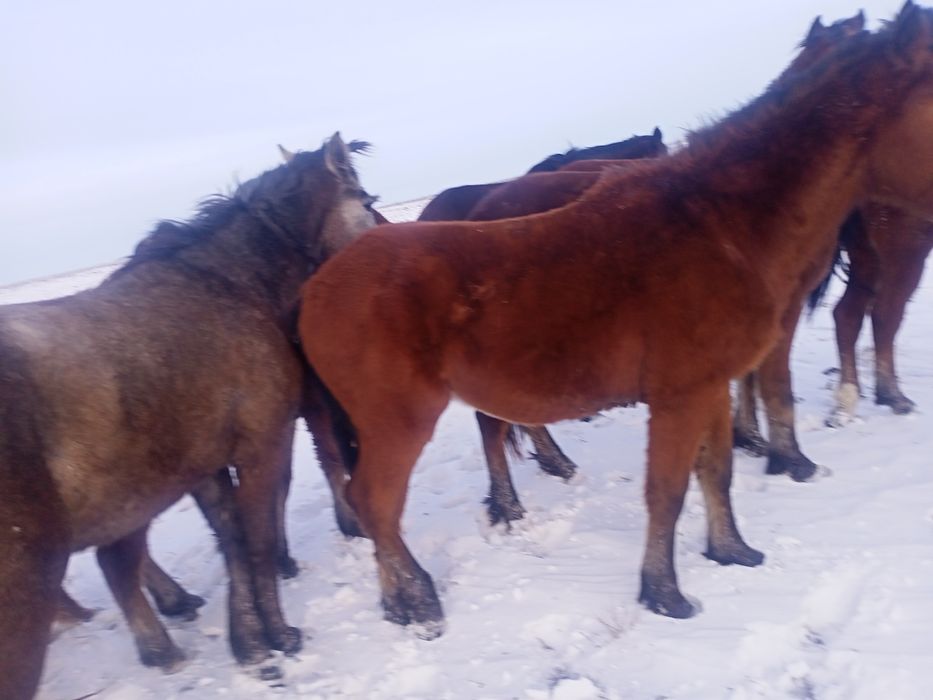 Продам лошадей согым