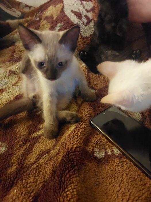 Отдам котят в добрые руки