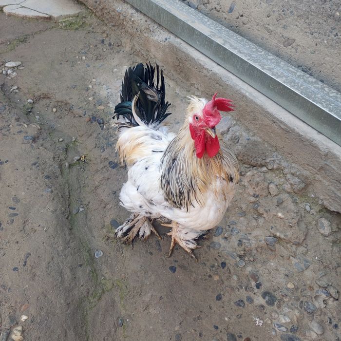 Xuroz tovuqlar sotiladi