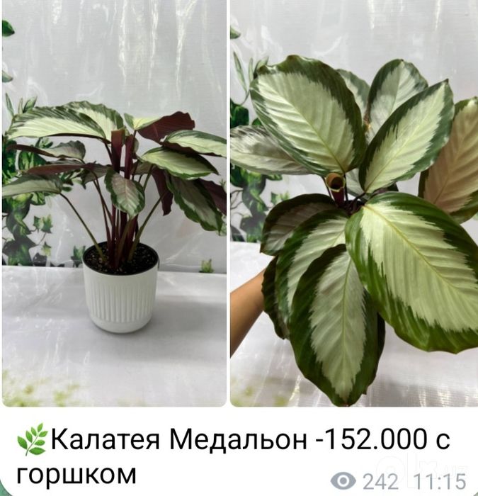 Эпипремнум Марбл, Эпипремнум Нжой и другие растения