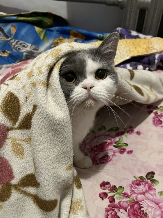 Отдам кота в добрые и отвественные руки