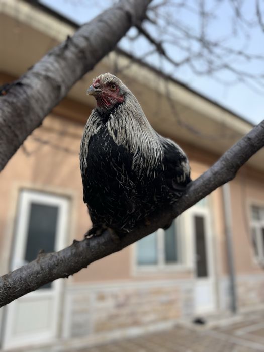 Tovuqlar v 2 ta xoroz juda chiroyli