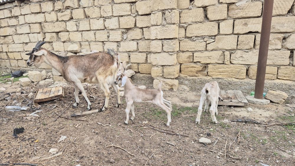 Ешкі сатылады, екі лағымен
