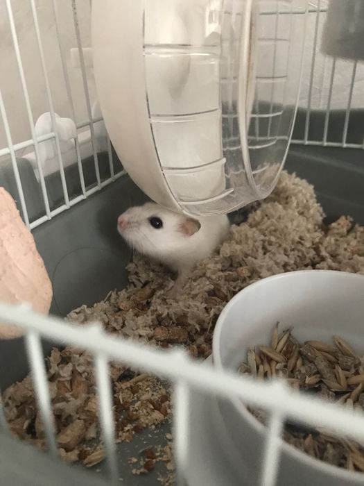Продам Хомячка (Соня) , корм, клетка, шар