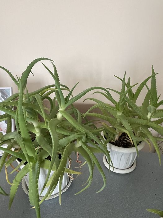 Домашние цветы в горшках