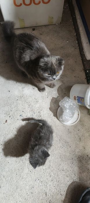 Mushik sotiladi birdona bolasiham bor