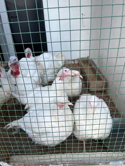 индюк сатылады, үндік