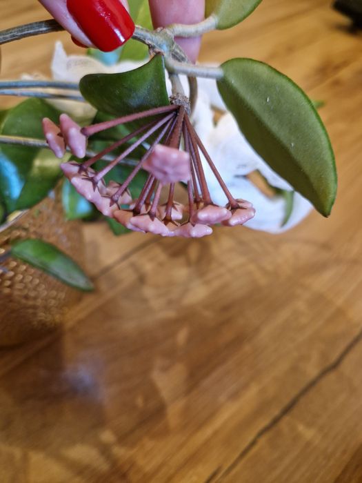 Floare de ceară (Hoya carnosa/ Lacrima maicii domnului)