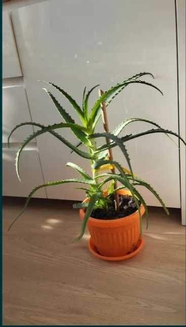 Лечебно Алое (Дървовидно Aloe Аrborescens) над 3г