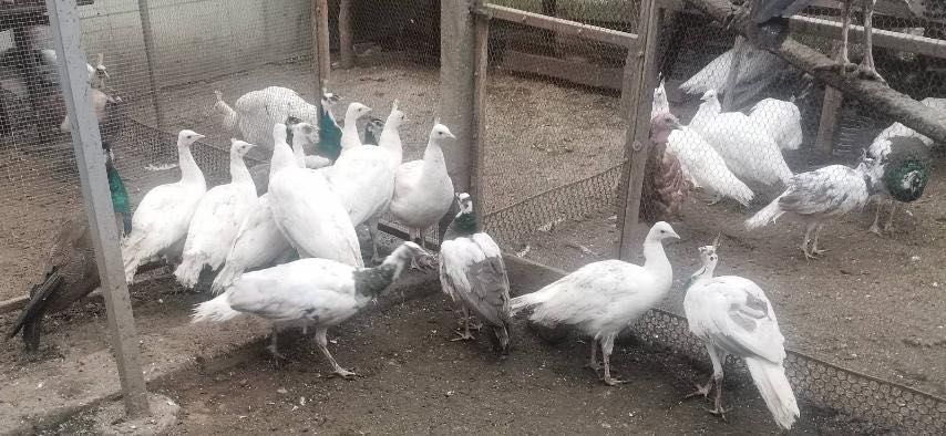 Едногодишни пауни