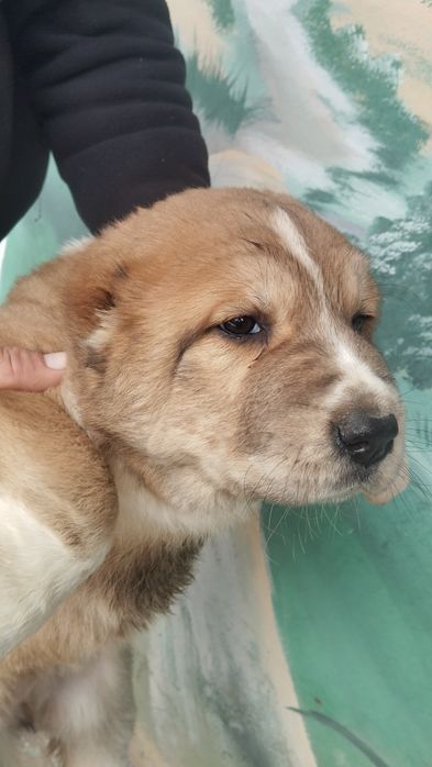 Alabay  bolasi  sotiladi  garantiya erke zoti toza qon