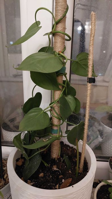 Опора для орхидей/растений