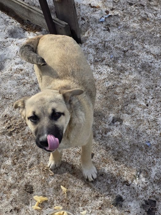 Щенки девочки ищут дом