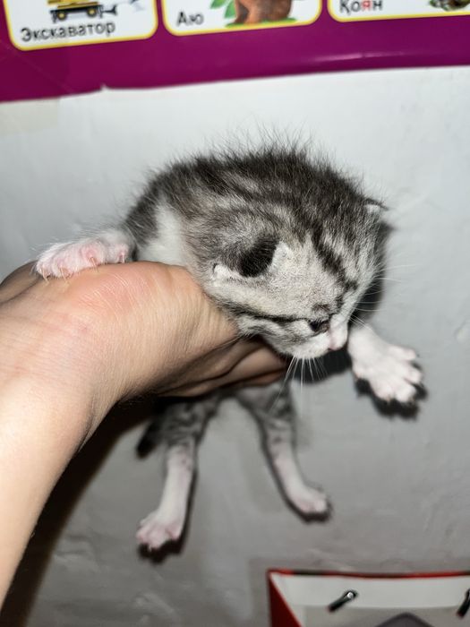 Котяты с красивыми оттенками