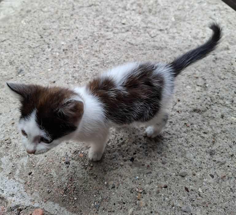 Котенок девочка трехцветная