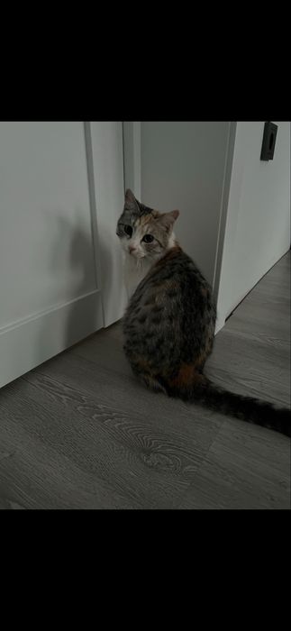 Пропала 3 цветная кошка в Кыргауылды