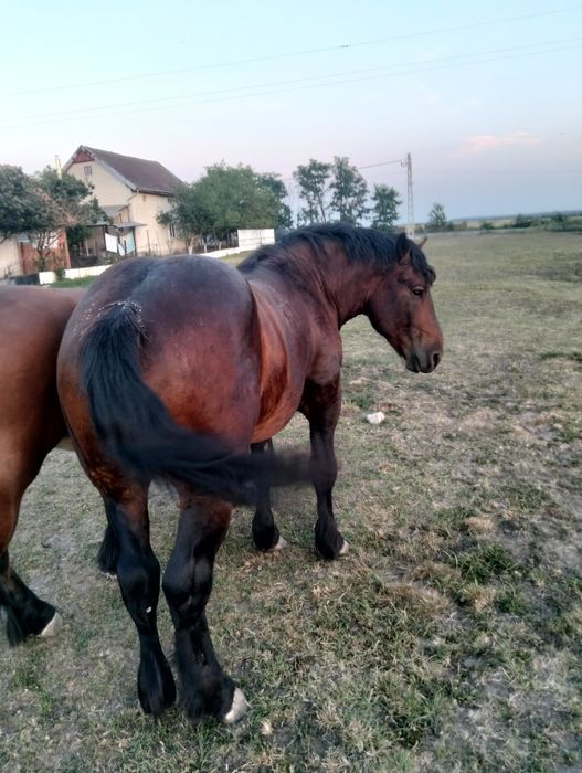 Armăsar de 2 ani